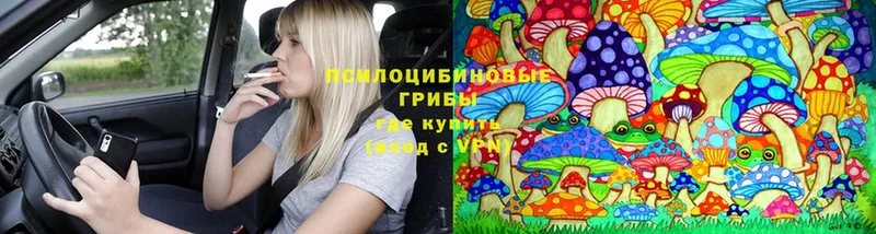 Галлюциногенные грибы Psilocybe  Калач-на-Дону 